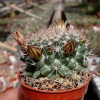 Mammillaria baxteriana