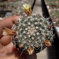 Mammillaria baxteriana
