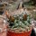 Mammillaria baxteriana