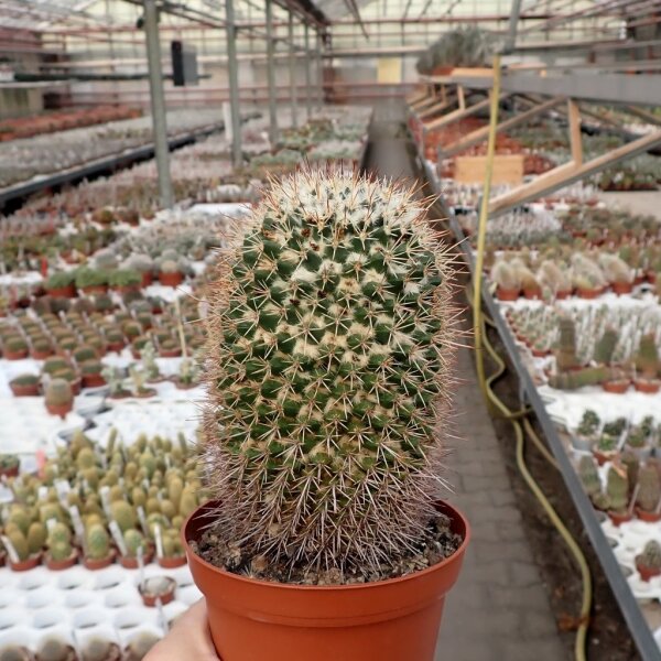 Mammillaria beiselii