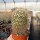 Mammillaria beiselii