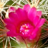 Mammillaria berkiana Canoas, Sn.Andres, Jalisco