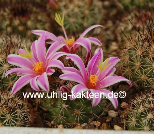 Mammillaria blossfeldiana Baja California, Guadalupe und Cedros Islands, Mx