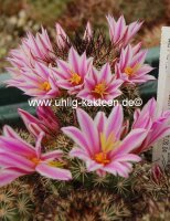 Mammillaria blossfeldiana Baja California, Guadalupe und...