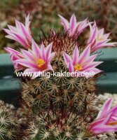 Mammillaria blossfeldiana Baja California, Guadalupe und Cedros Islands, Mx