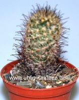 Mammillaria blossfeldiana Baja California, Guadalupe und Cedros Islands, Mx