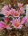 Mammillaria blossfeldiana Baja California, Guadalupe und Cedros Islands, Mx