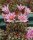 Mammillaria blossfeldiana Baja California, Guadalupe und Cedros Islands, Mx