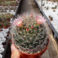 Mammillaria bocasana
