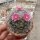 Mammillaria bocasana