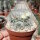 Mammillaria bocasana