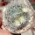 Mammillaria bocasana