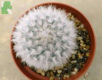 Mammillaria bocasana v. multilanata