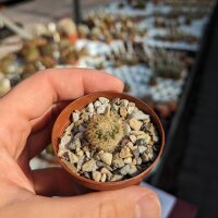 Mammillaria bogotensis