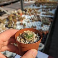 Mammillaria bogotensis