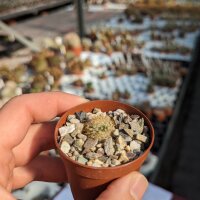 Mammillaria bogotensis