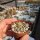 Mammillaria bogotensis