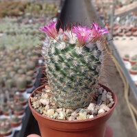 Mammillaria bombycina