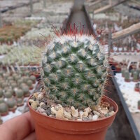 Mammillaria bombycina