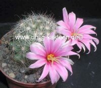 Mammillaria boolii