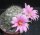Mammillaria boolii
