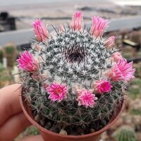 Mammillaria brauneana
