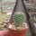 Mammillaria brauneana