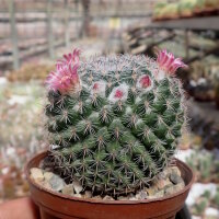 Mammillaria brauneana Rep. 2161