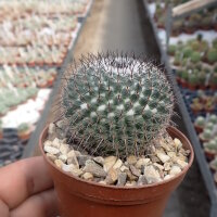Mammillaria brauneana Rep. 2161