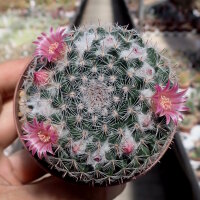 Mammillaria brauneana Rep. 2161