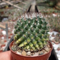 Mammillaria brauneana Rep. 2161