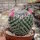 Mammillaria brauneana Rep. 2161