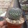 Mammillaria brauneana Rep. 2161