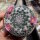 Mammillaria brauneana Rep. 2161