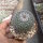 Mammillaria brauneana Rep. 2161