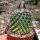 Mammillaria brauneana Rep. 2161