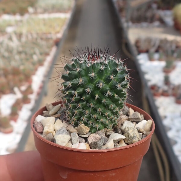 Mammillaria bravoae