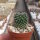 Mammillaria bravoae