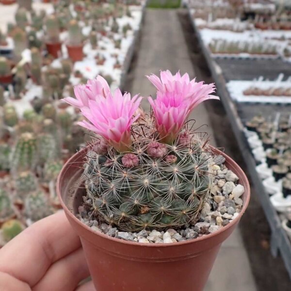 Mammillaria brevicrinita