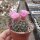 Mammillaria brevicrinita