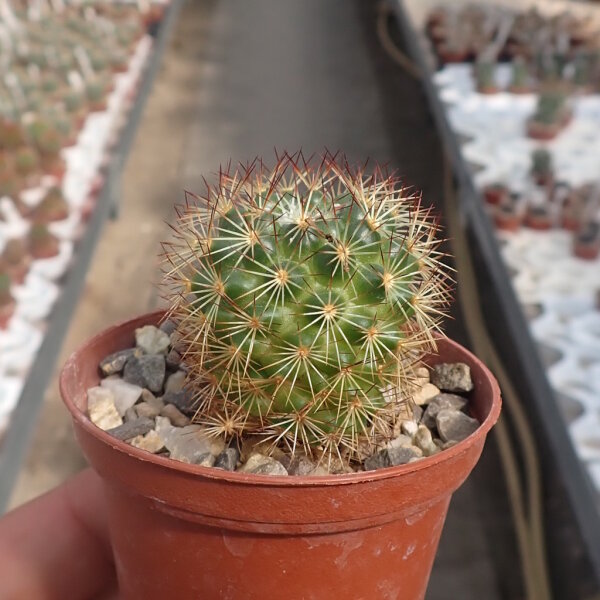 Mammillaria buxbaumeriana
