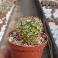 Mammillaria buxbaumeriana