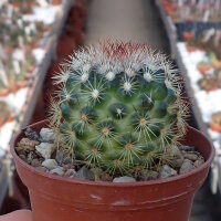 Mammillaria buxbaumeriana