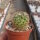 Mammillaria buxbaumeriana