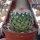Mammillaria buxbaumeriana