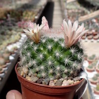 Mammillaria candida