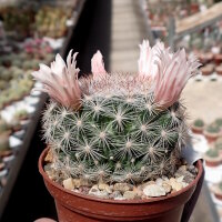 Mammillaria candida