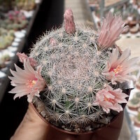 Mammillaria candida