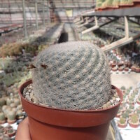 Mammillaria candida