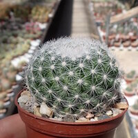Mammillaria candida